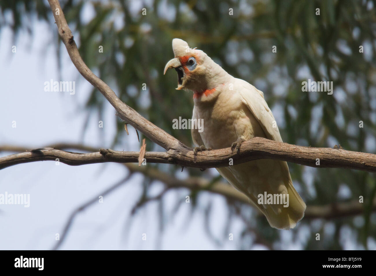 Long-billed Corella (Cacatua tenuirostris) calling angrily from a eucalyptus branch Stock Photo