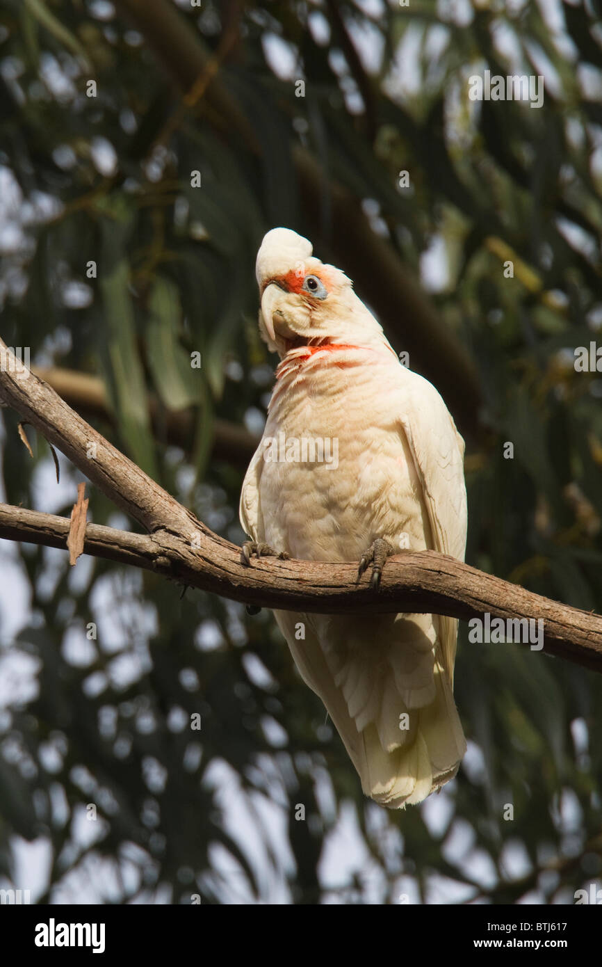 Long-billed Corella (Cacatua tenuirostris) perched on a eucalyptus branch Stock Photo