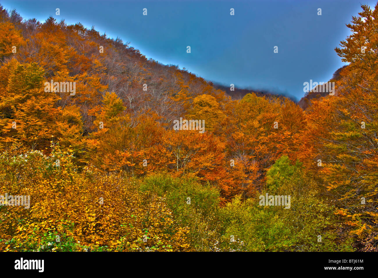 Autumn in the forest Stock Photo - Alamy