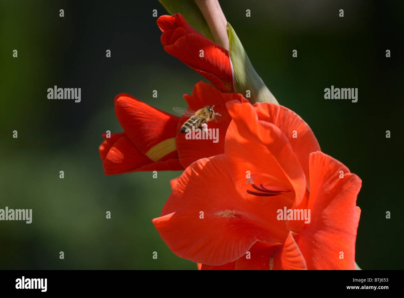 bee near a red flower of gladiolus Stock Photo