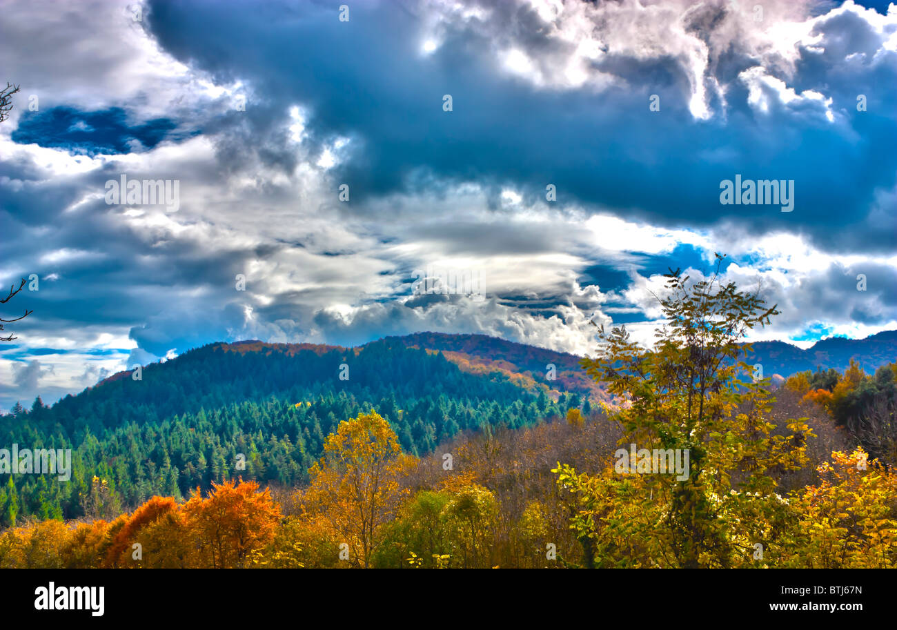 Autumn in the forest Stock Photo - Alamy