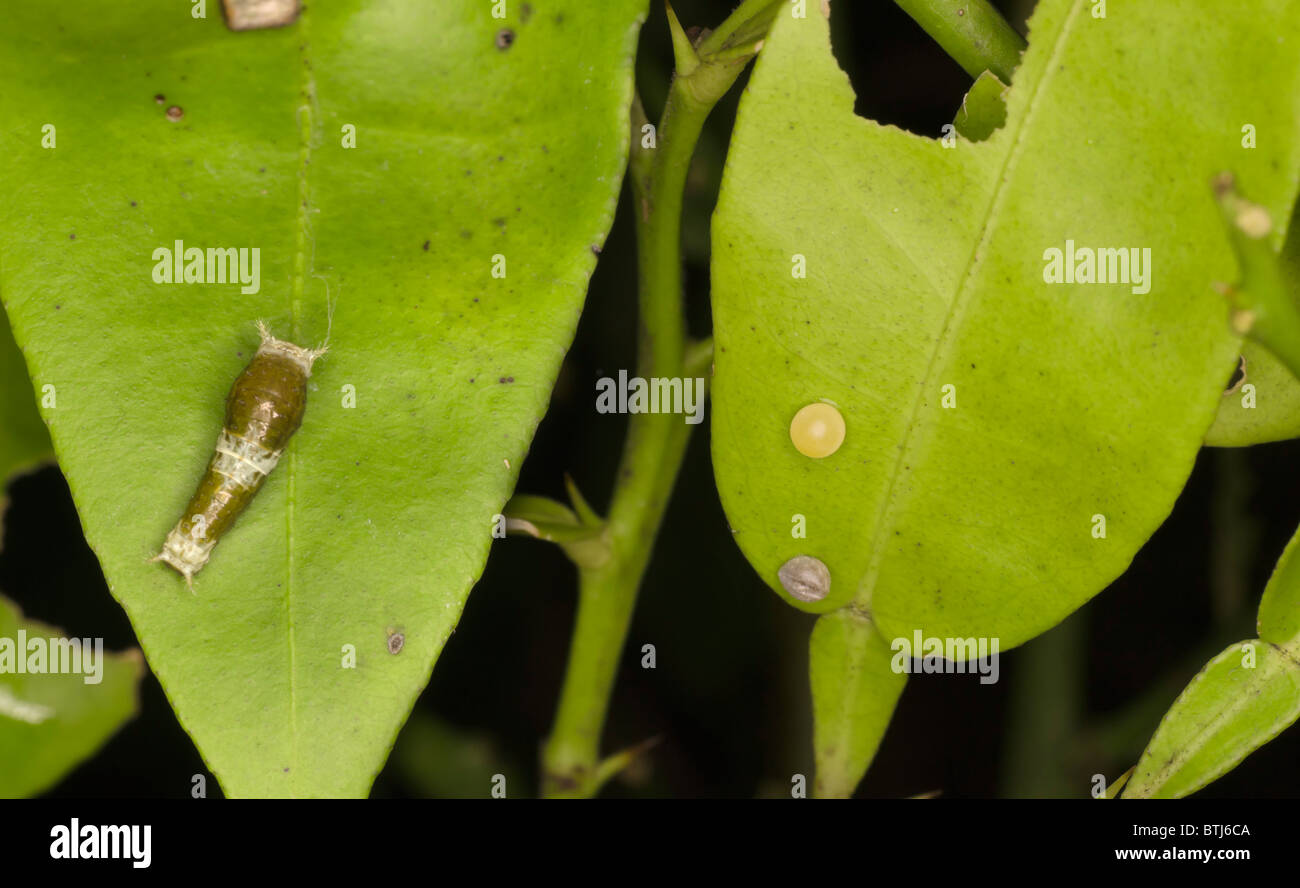 Swallowtail butterfly egg hires stock photography and images Alamy
