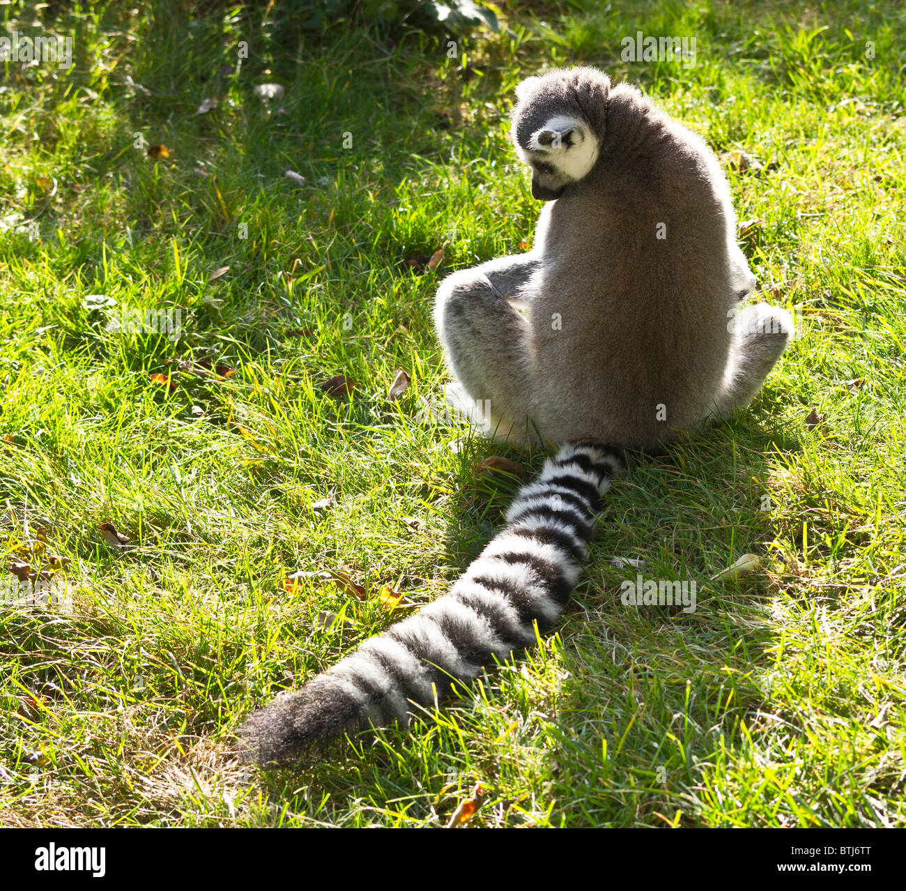 Dudley Zoo West Midlands UK - lemur Stock Photo