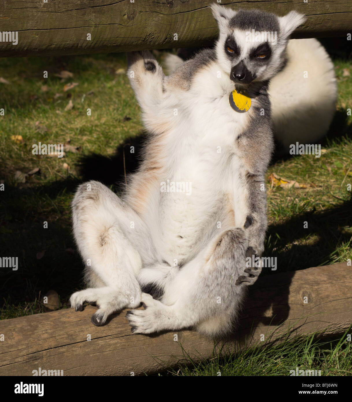 Dudley Zoo West Midlands UK - lemur Stock Photo
