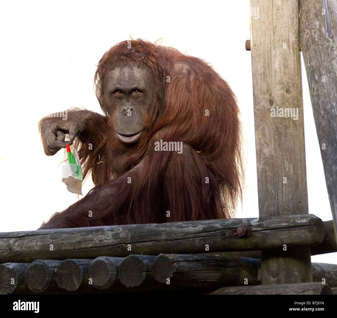 Dudley Zoo West Midlands UK - orang-utang examining waste rubbish blown into enclosure Stock Photo