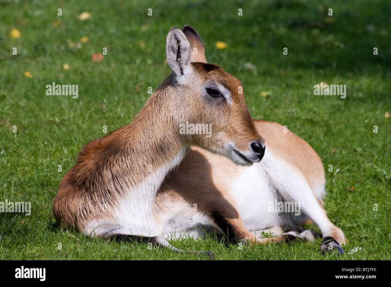 Deer laying down on the grass resting Stock Photo