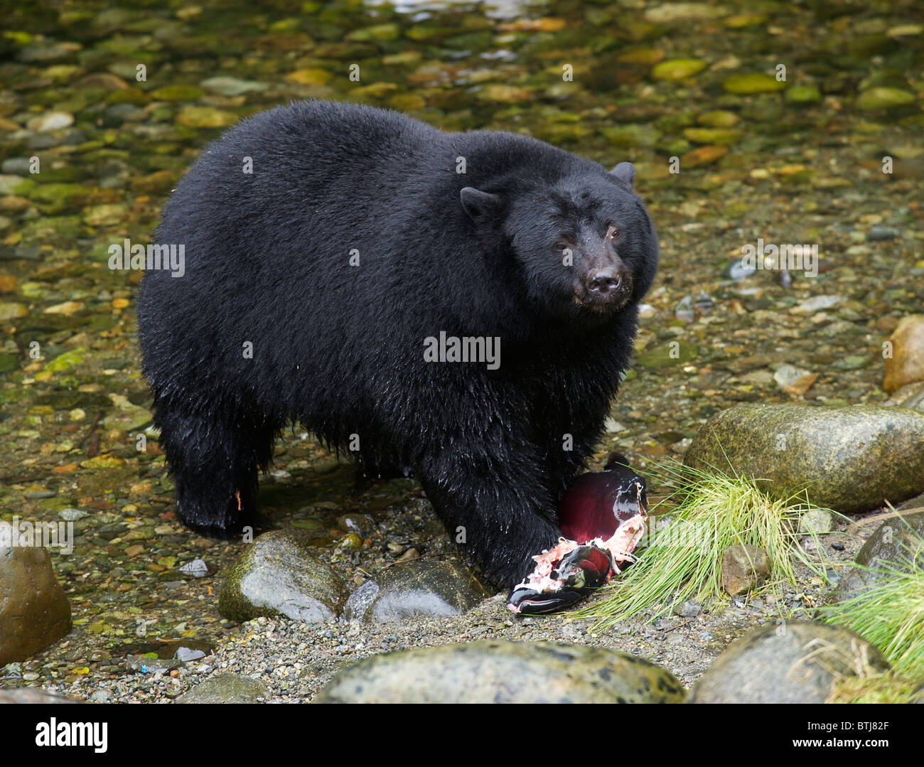 Black Bear (Ursus americanus) eating salmon, Thornton Fish Hatchery