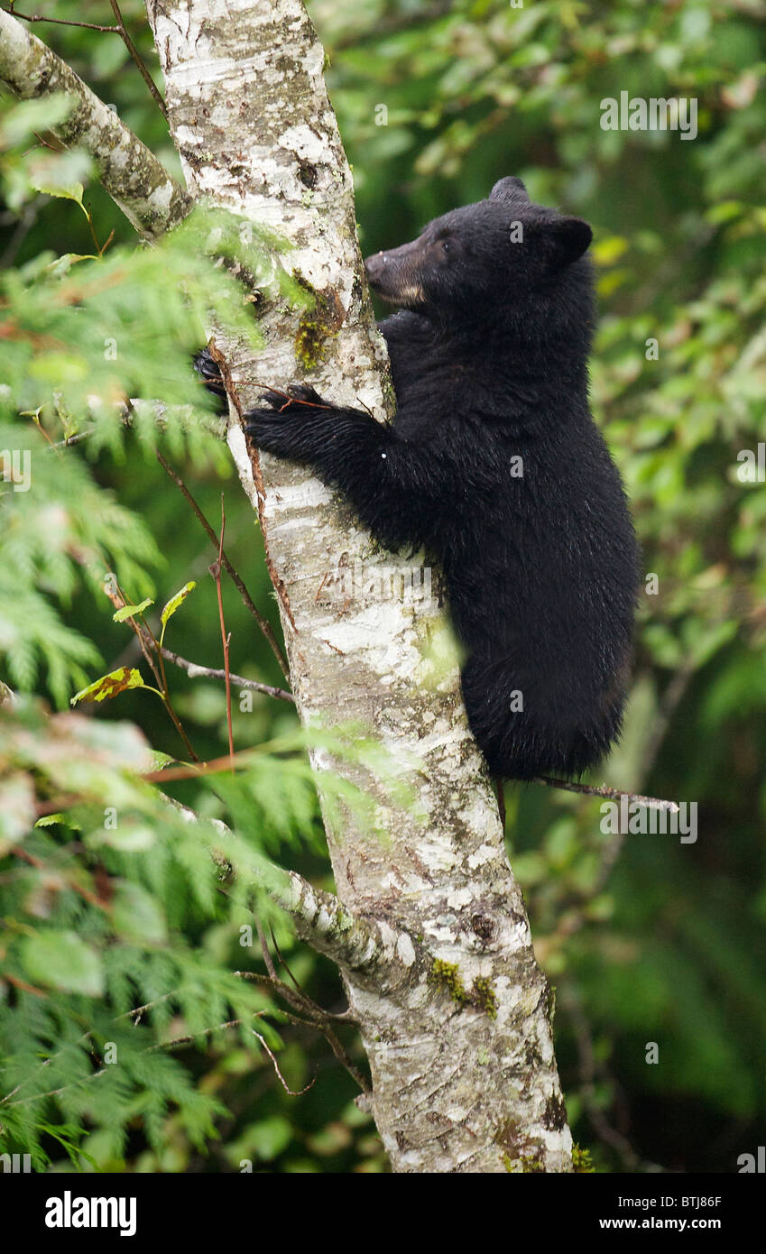 Black Bear (Ursus americanus) cub in tree, Thornton Fish Hatchery