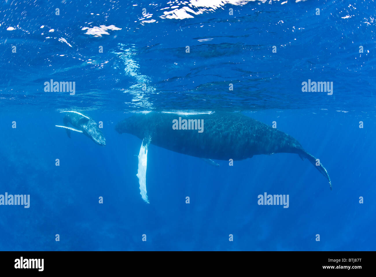 Blue whale and calf hi-res stock photography and images - Alamy