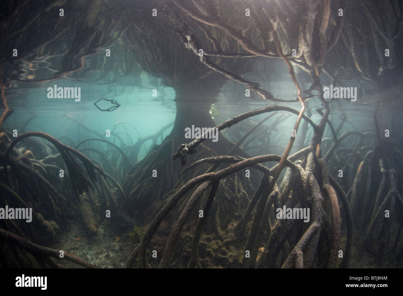 Mangrove root fish hi-res stock photography and images - Alamy