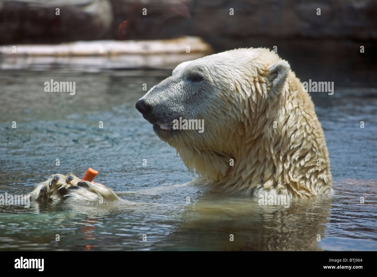 A POLAR BEAR (Ursus maritimus) in a pool at the SAN DIEGO ZOO