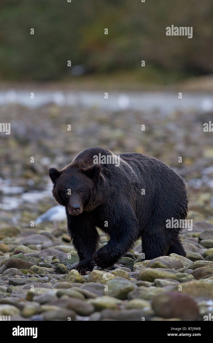 Grizzly bear (Ursus arctos horribilis) British Columbia Canada Stock Photo