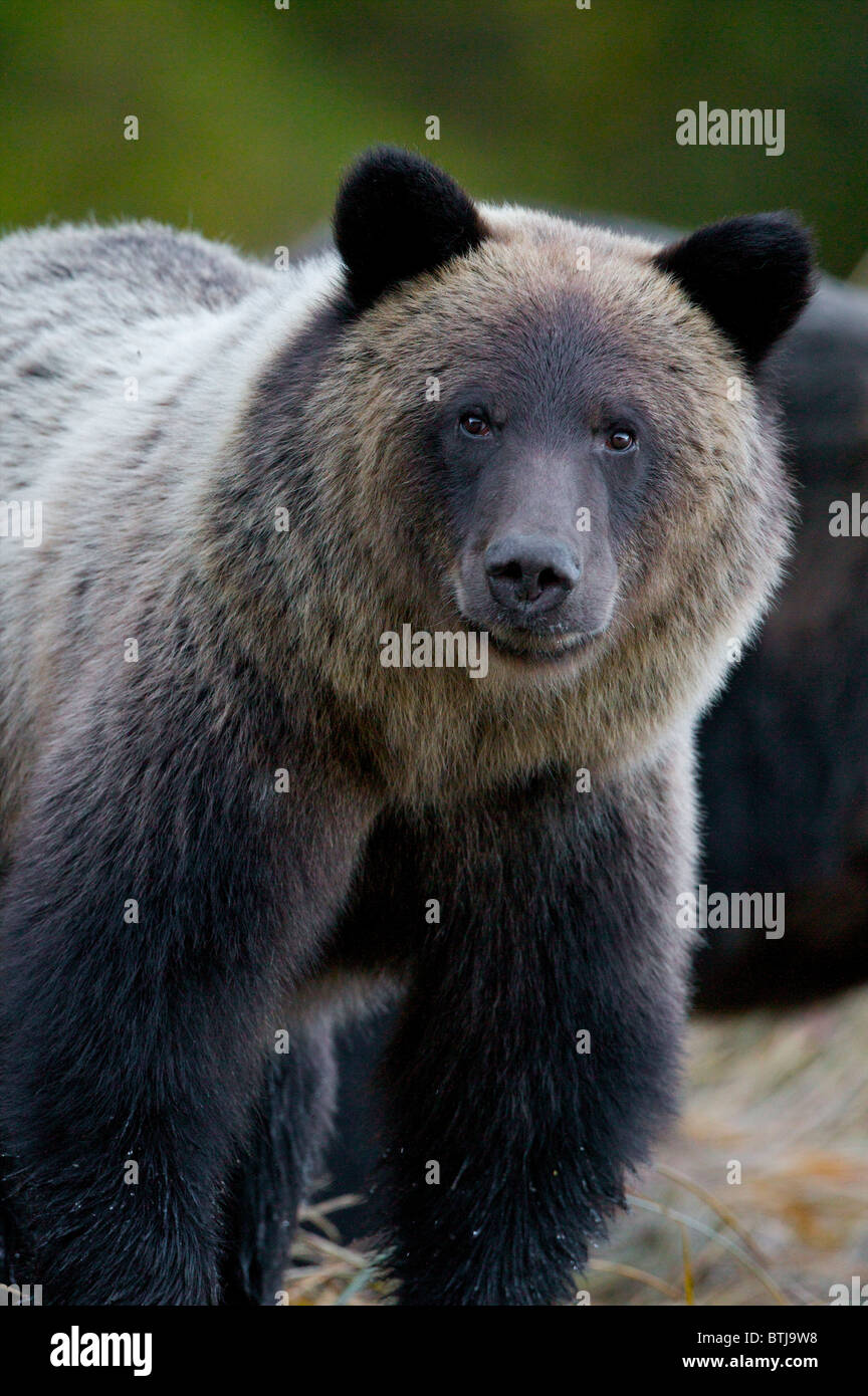 Grizzly bear (Ursus arctos horribilis) British Columbia Canada Stock Photo