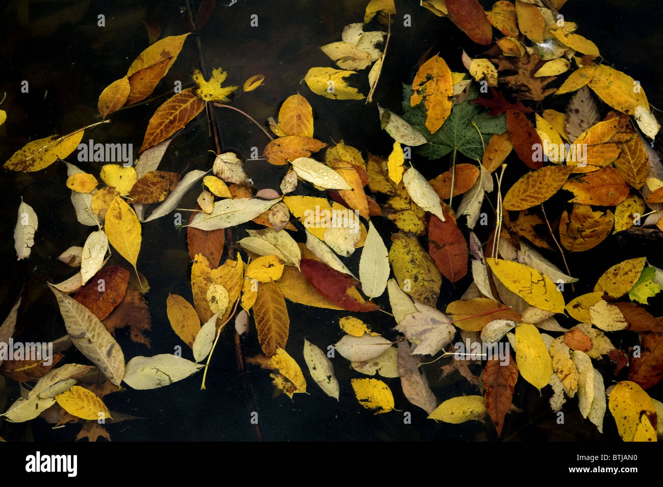 Leaves floating in water leaves hi-res stock photography and images - Alamy