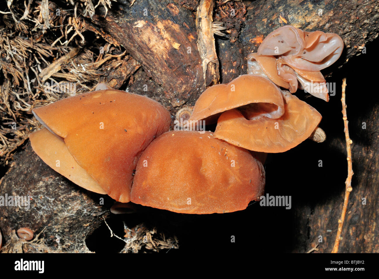 Auricularia auricula judae Stock Photo Alamy