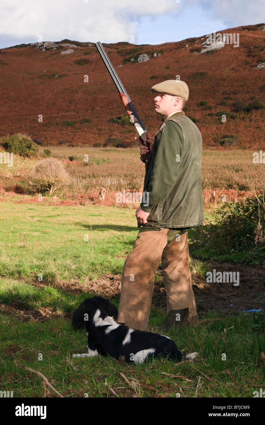 Game bird shoot with man holding a shotgun and gun dog waiting. UK, Britain. Stock Photo