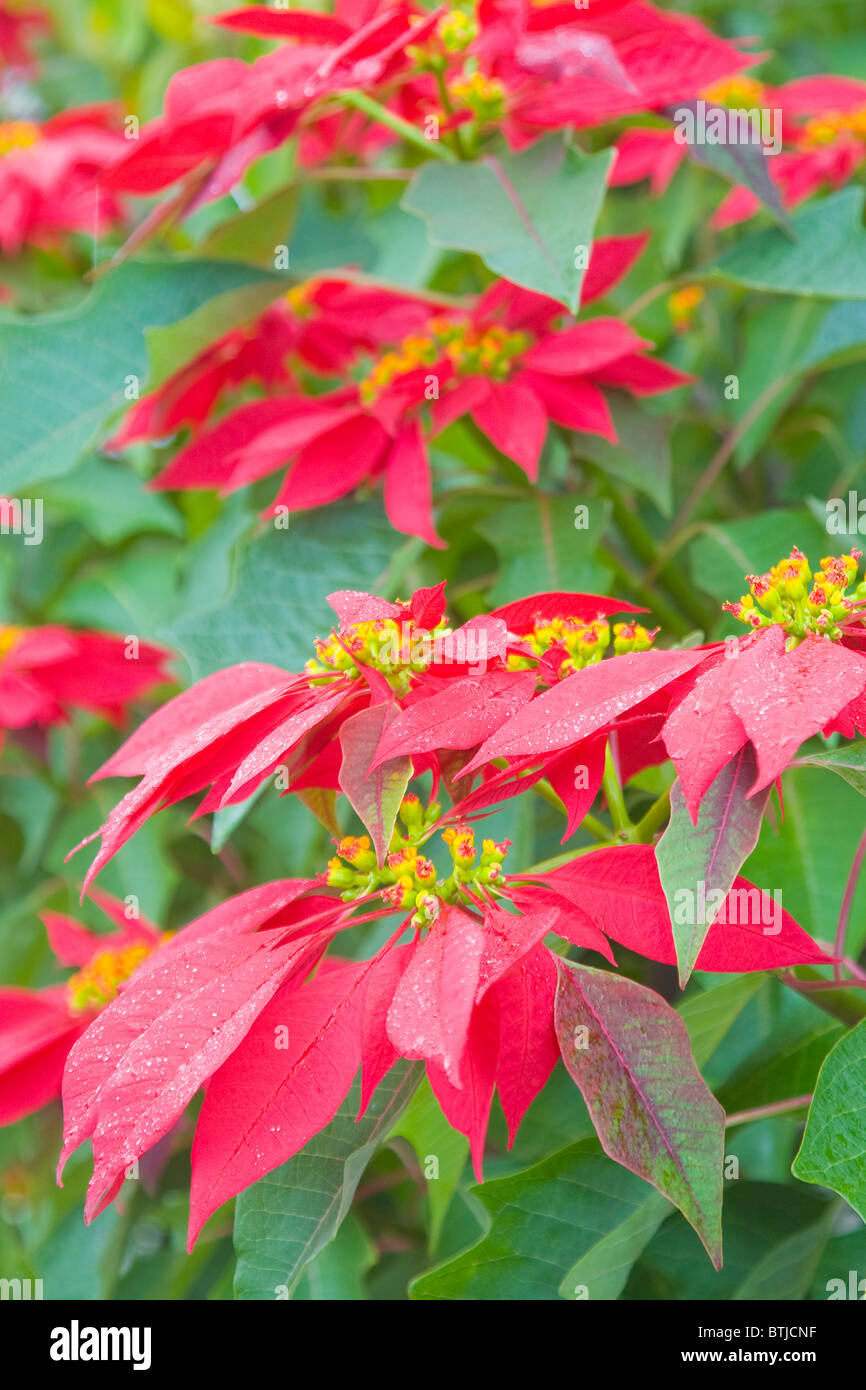 Poinsettia or Euphorbia pulcherrima growing as a garden plant in Spain Stock Photo