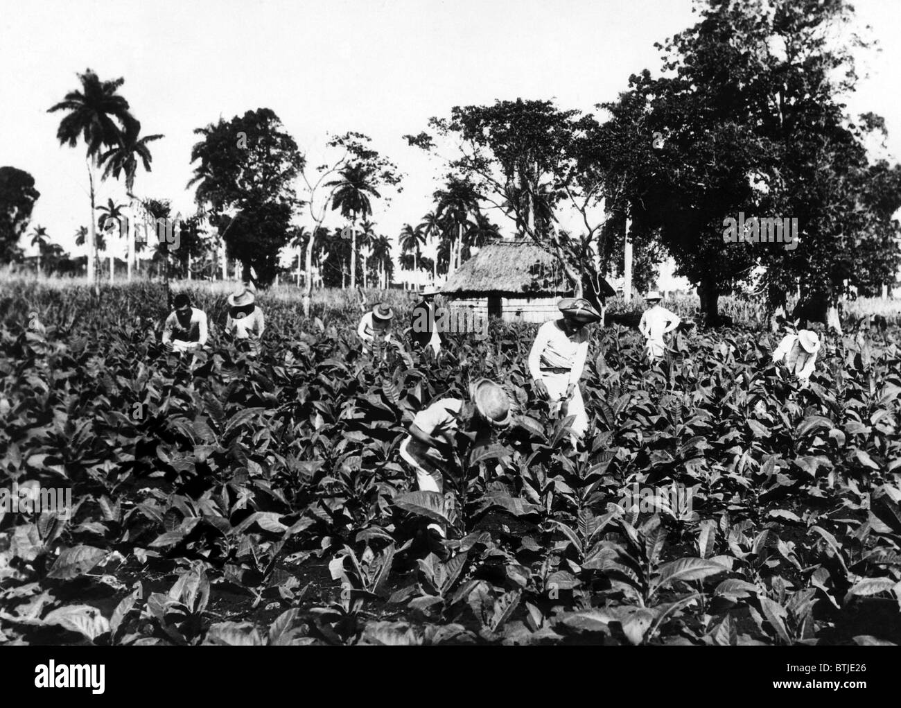 A tobacco field in Pinar del Rio, Cuba, where fighting was strongest in the revolt against President Gerardo Machado and the gov Stock Photo