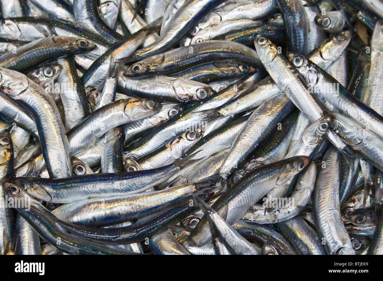 Fresh anchovies from black sea Stock Photo Alamy
