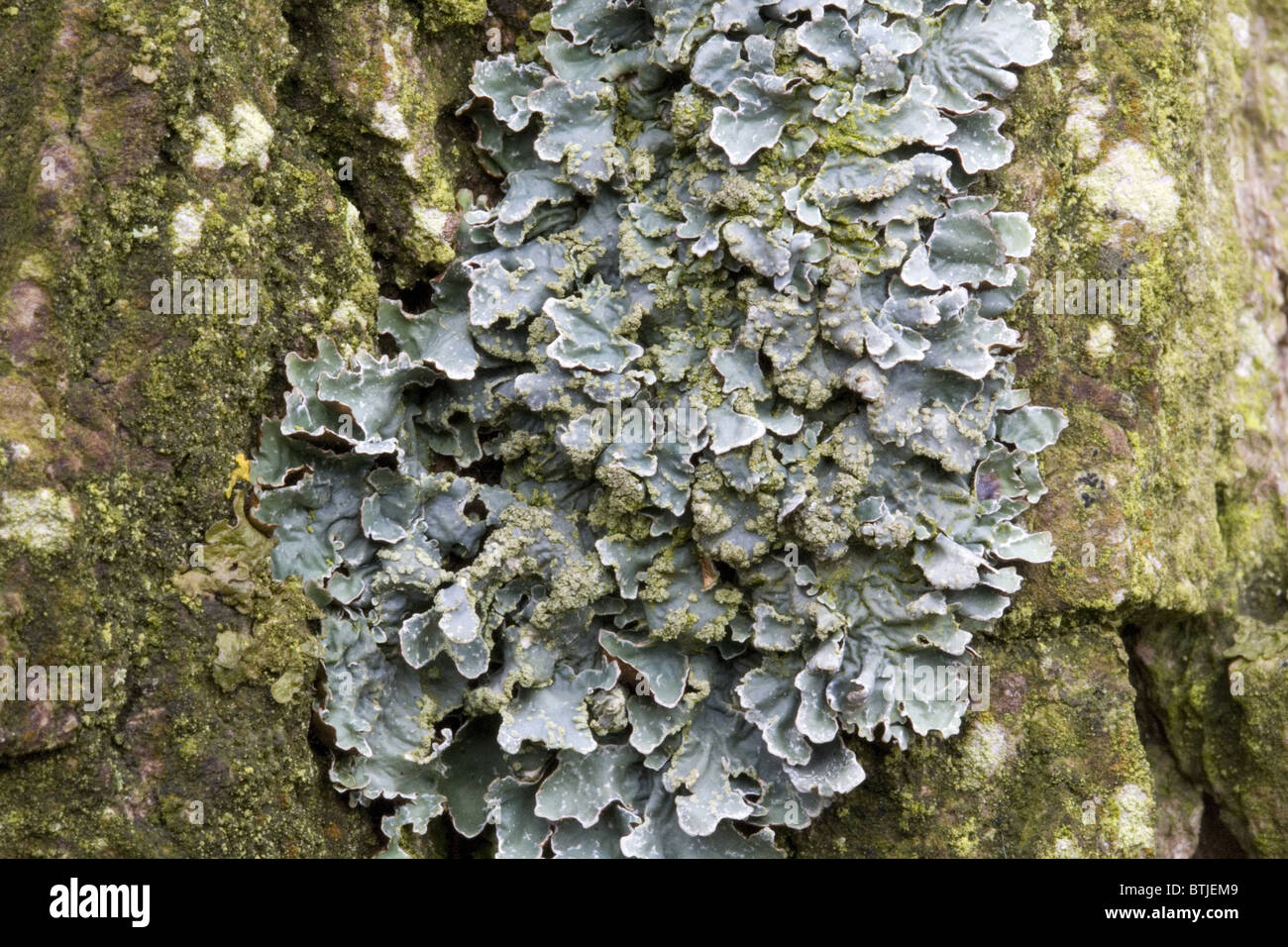 Lichen Parmelia sulcata on the trunk of a tree, Alblasserdam, South-Holland, Netherlands Stock Photo