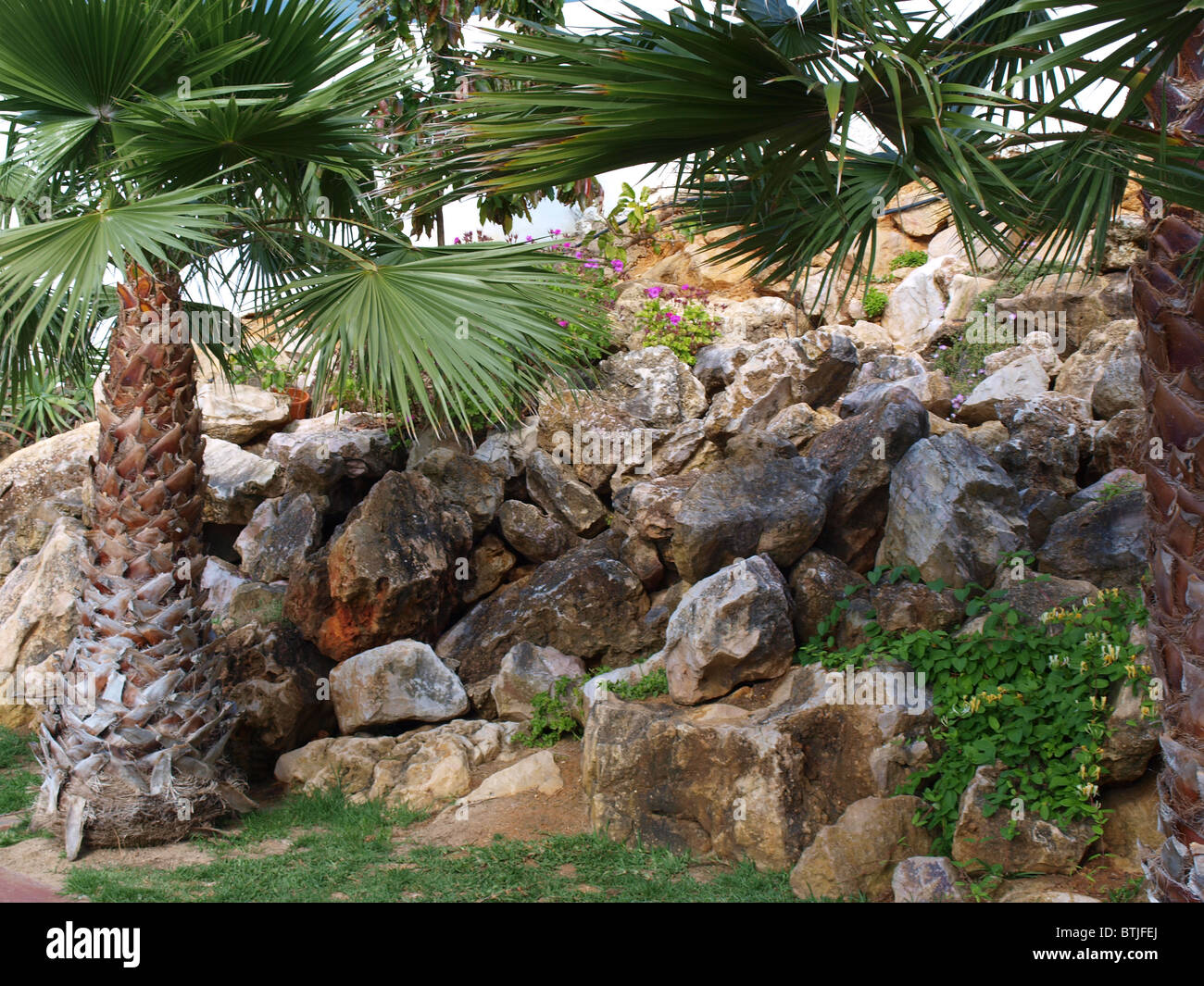 palm tree and rocks Stock Photo - Alamy