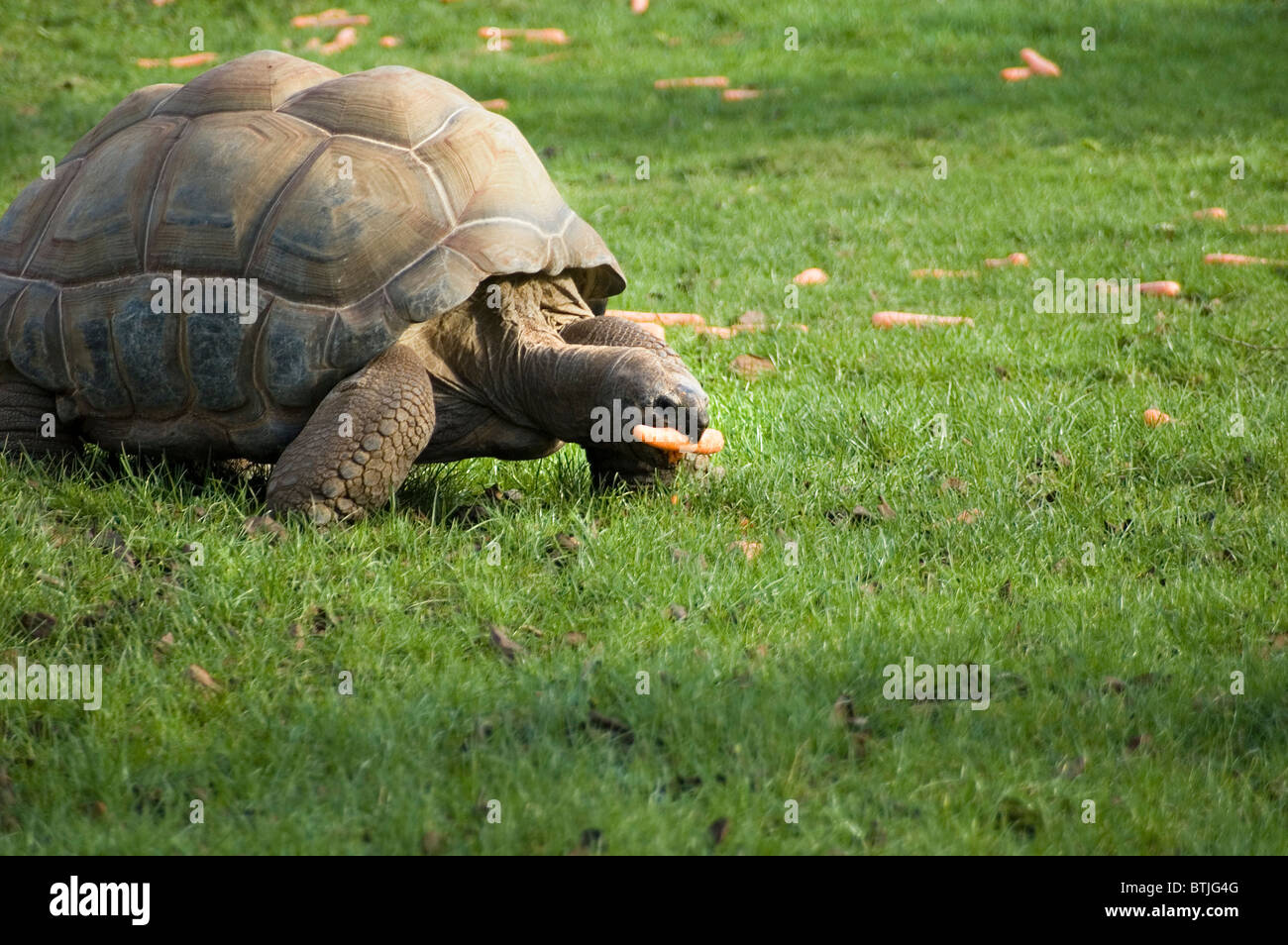 Tortoise feeding on a carrot Stock Photo Alamy