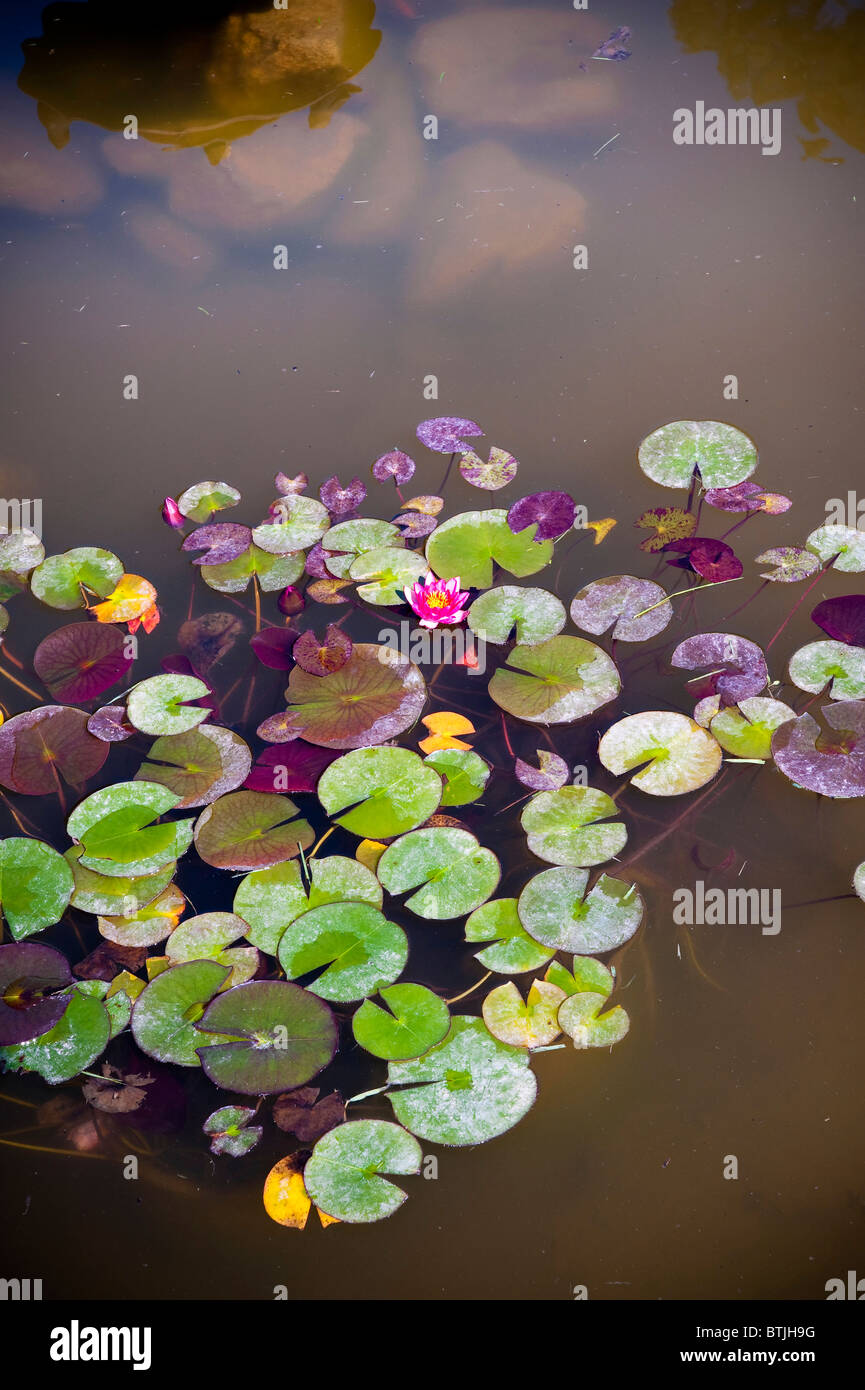 Water-lilys on pond water Stock Photo
