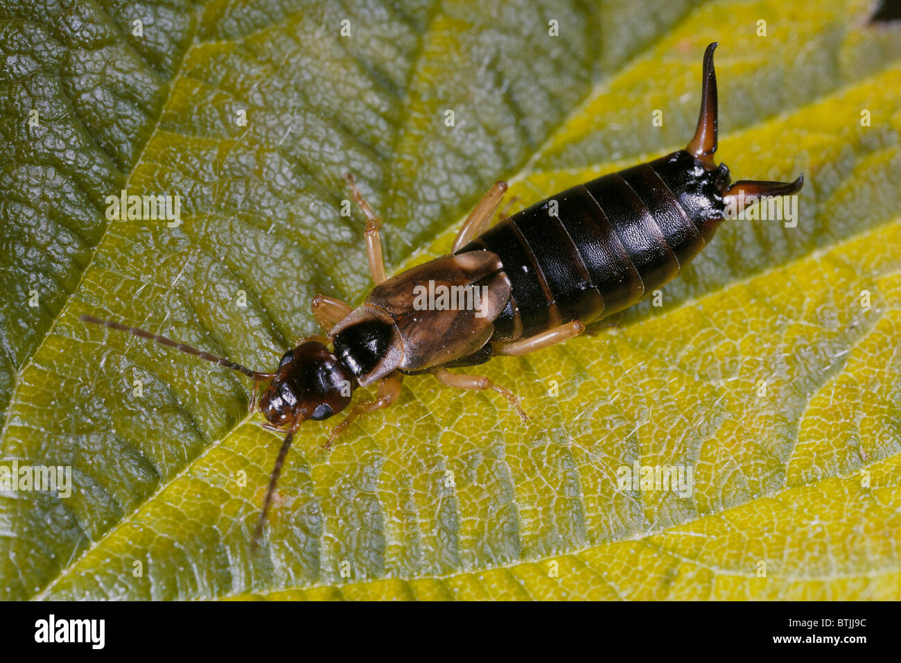 Common Earwig, Forficula auricularia Stock Photo