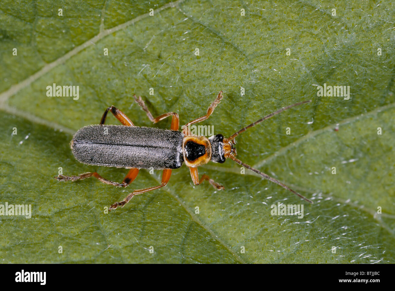 Soldier beetle, Cantharis rustica Stock Photo