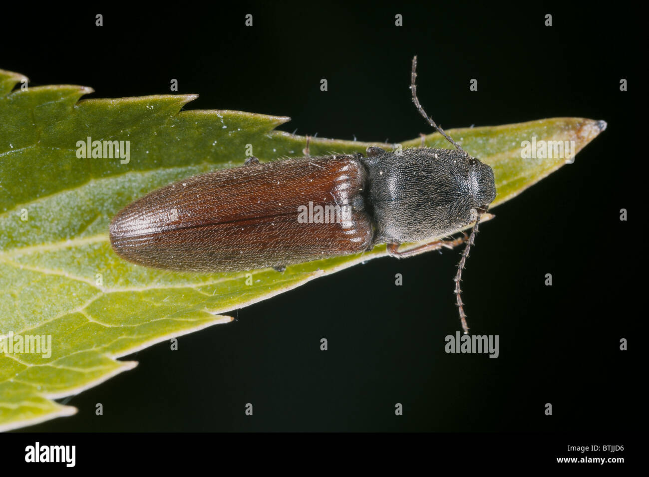 Click beetle, Athous haemorrhoidalis Stock Photo