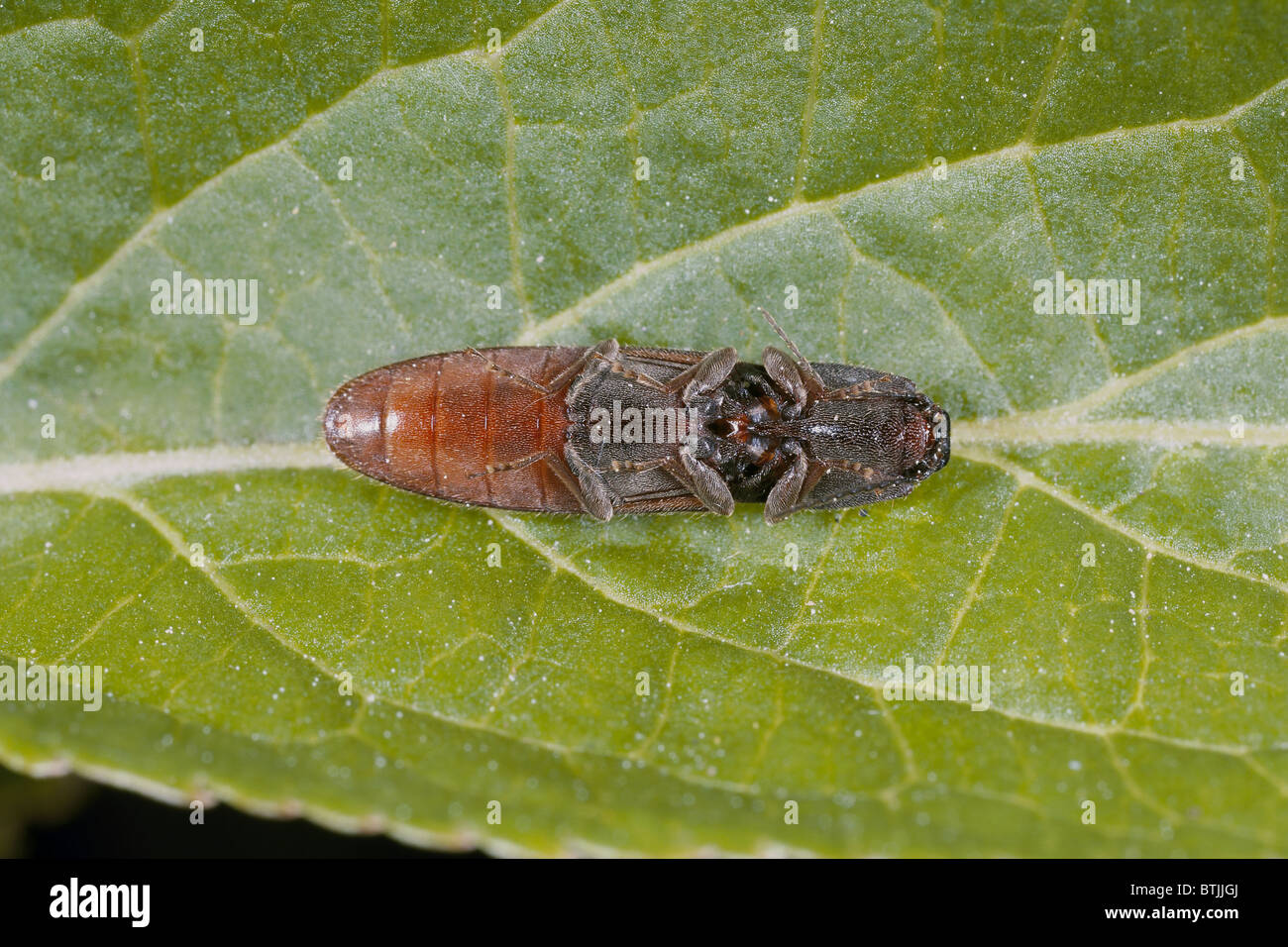 Click beetle, Athous haemorrhoidalis playing possum pretending to be dead Stock Photo