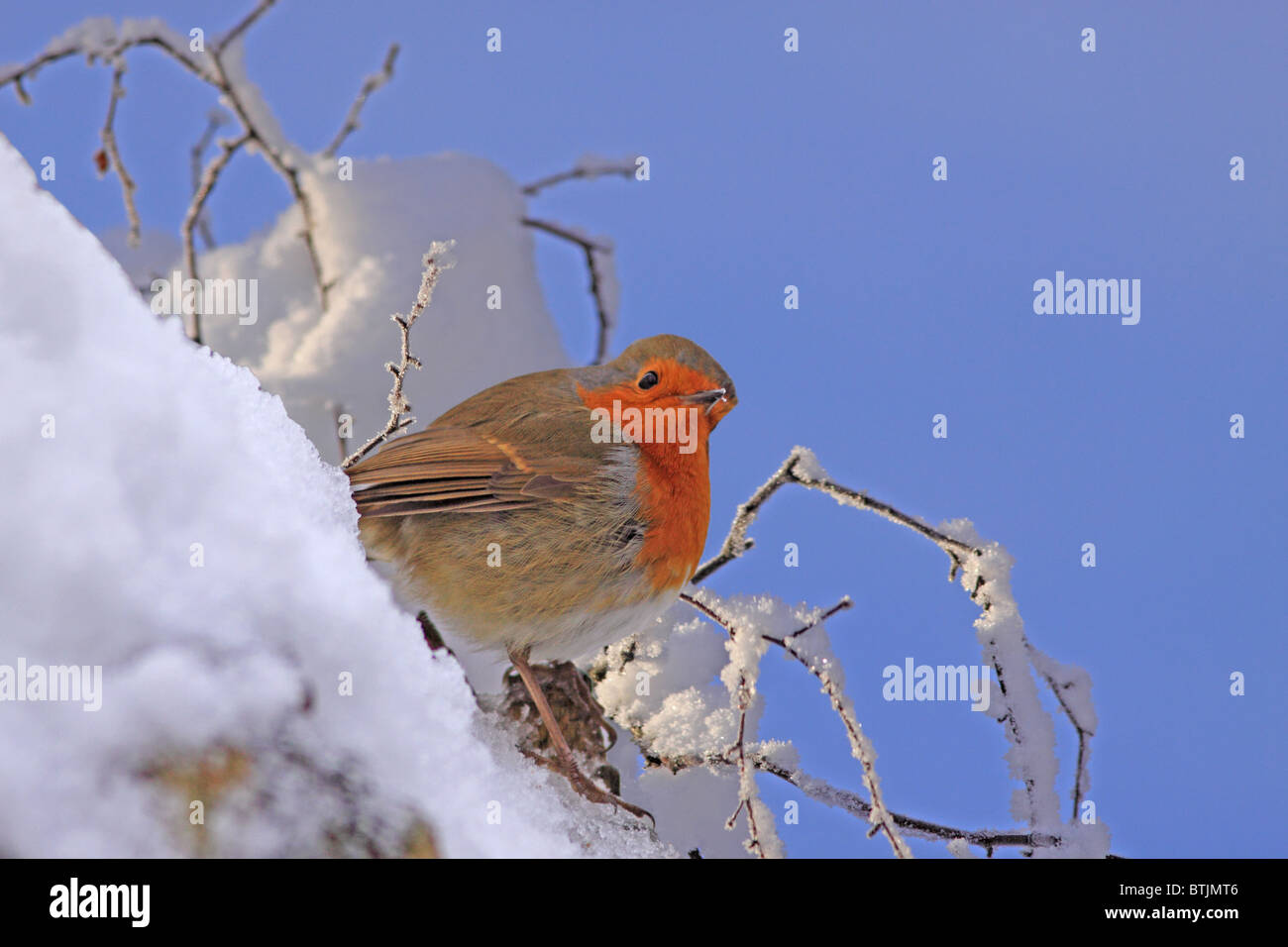 Robin in snow and blue sky Stock Photo