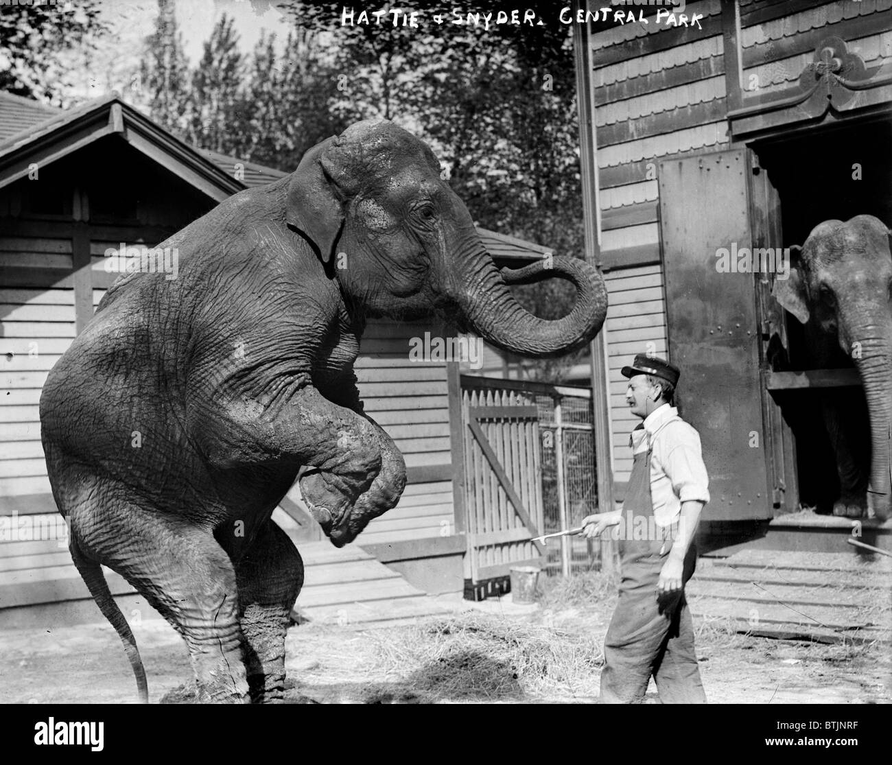 Bill Snyder, elephant trainer, and Hattie the elephant, in Central Park, New York City, circa early 1900s. Stock Photo