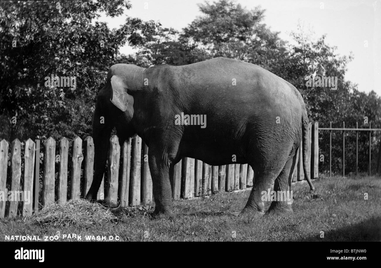 Elephant eating at National Zoo Park, Washington DC, circa 1910s Stock