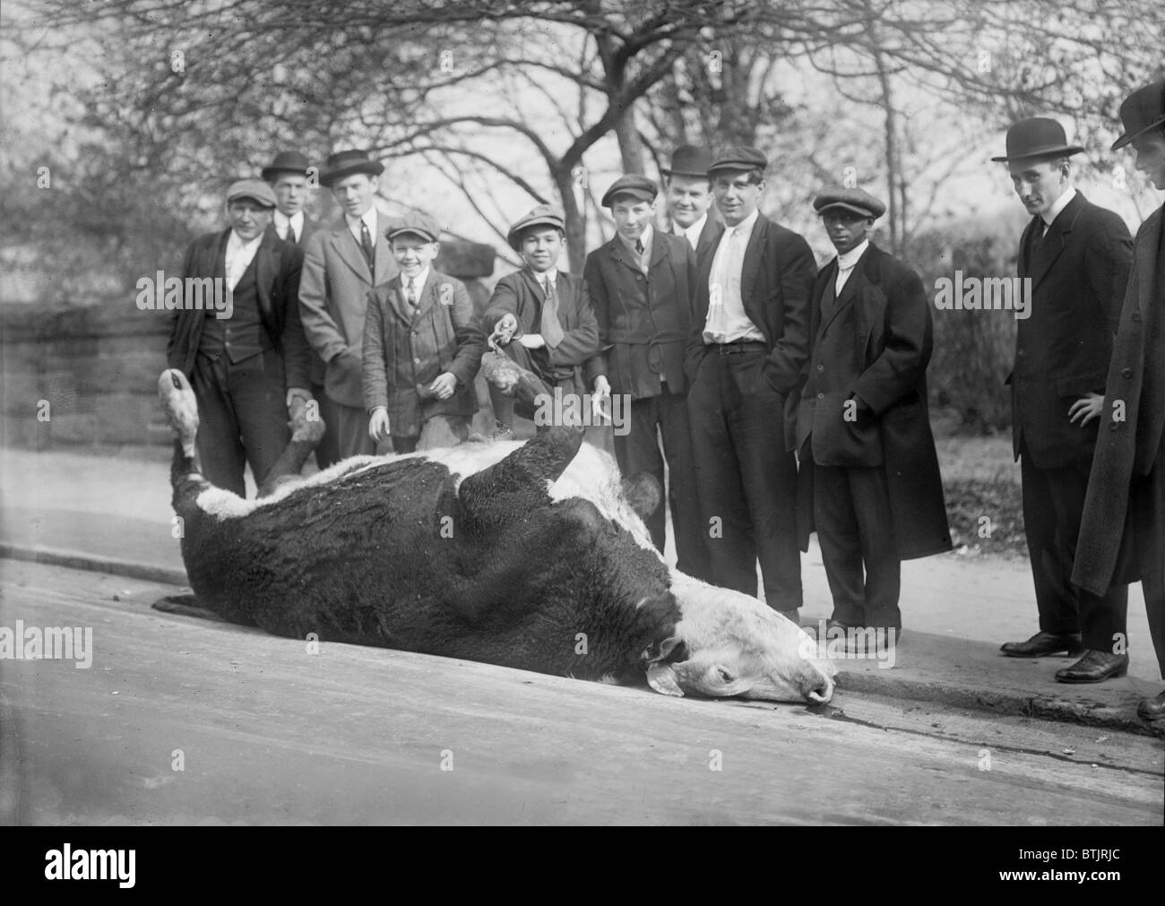 New York City, shooting a bull, Central Park, circa 1910s. Stock Photo