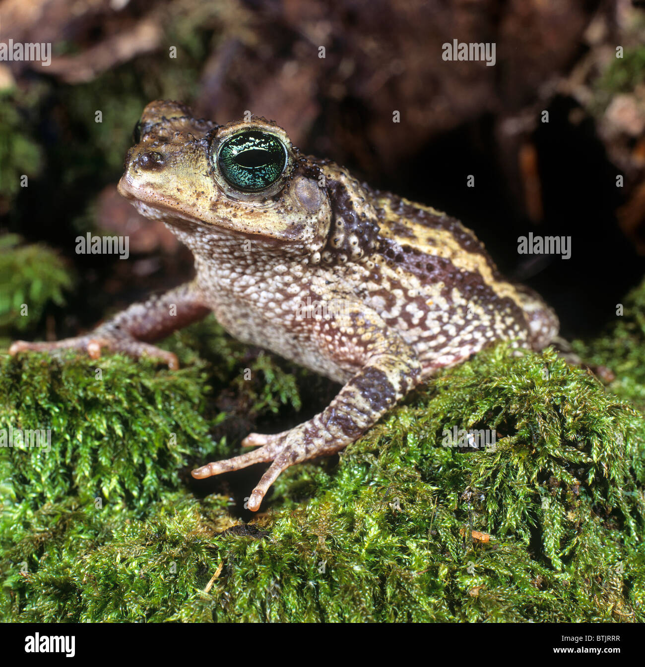 Cururu Toad, Rococo Toad (Bufo paracnemis, Bufo schneideri) on moss. Stock Photo