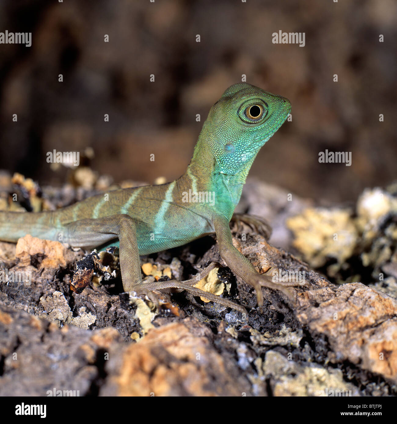 Green Water Dragon, Asian Water Dragon (Physignathus cocincinus) on bark. Stock Photo