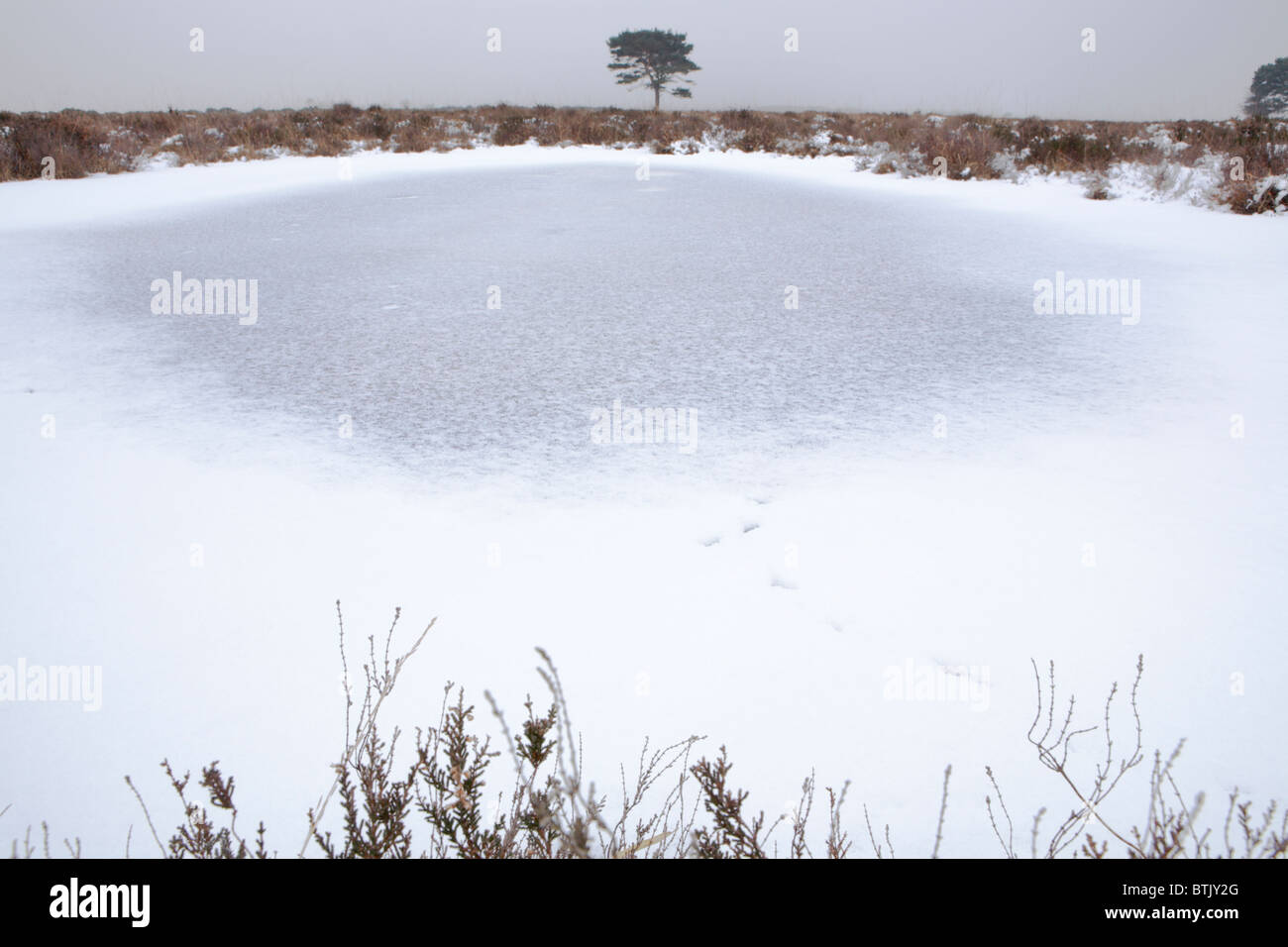 Frozen pond in an open winter landscape at the New Forest National Park Hampshire, England, UK Stock Photo