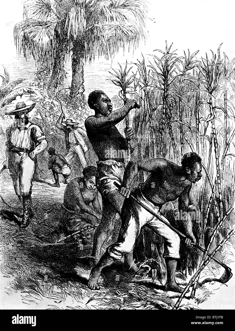 Slaves harvesting sugar cane Stock Photo
