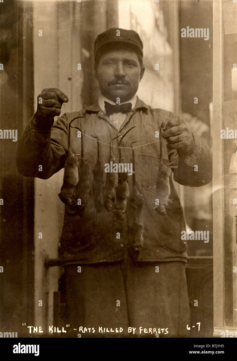 New York, rat catcher, reads 'The kill rats killed by ferrets', 1908