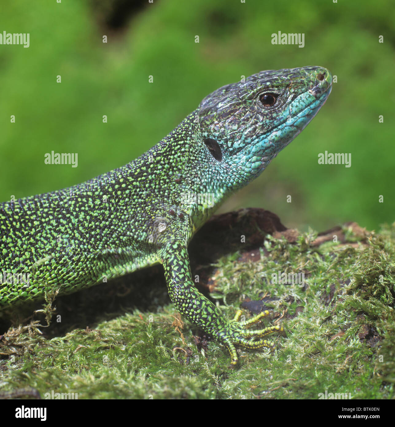 European Green Lizard (Lacerta viridis), portrait of male. Stock Photo