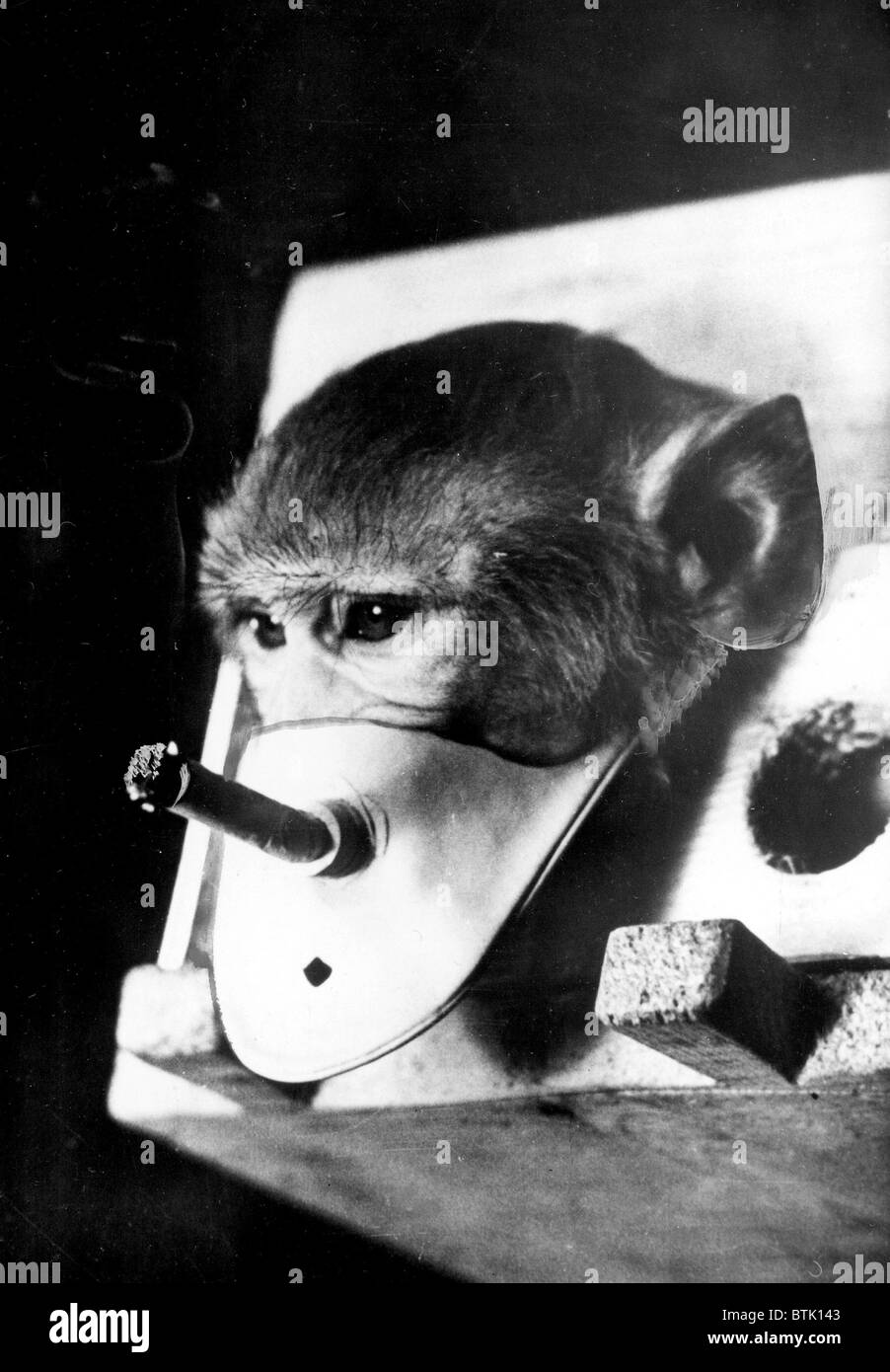 Rhesus monkey being forced to smoke: he is participating in Russian smoking and health research, 1967 Stock Photo
