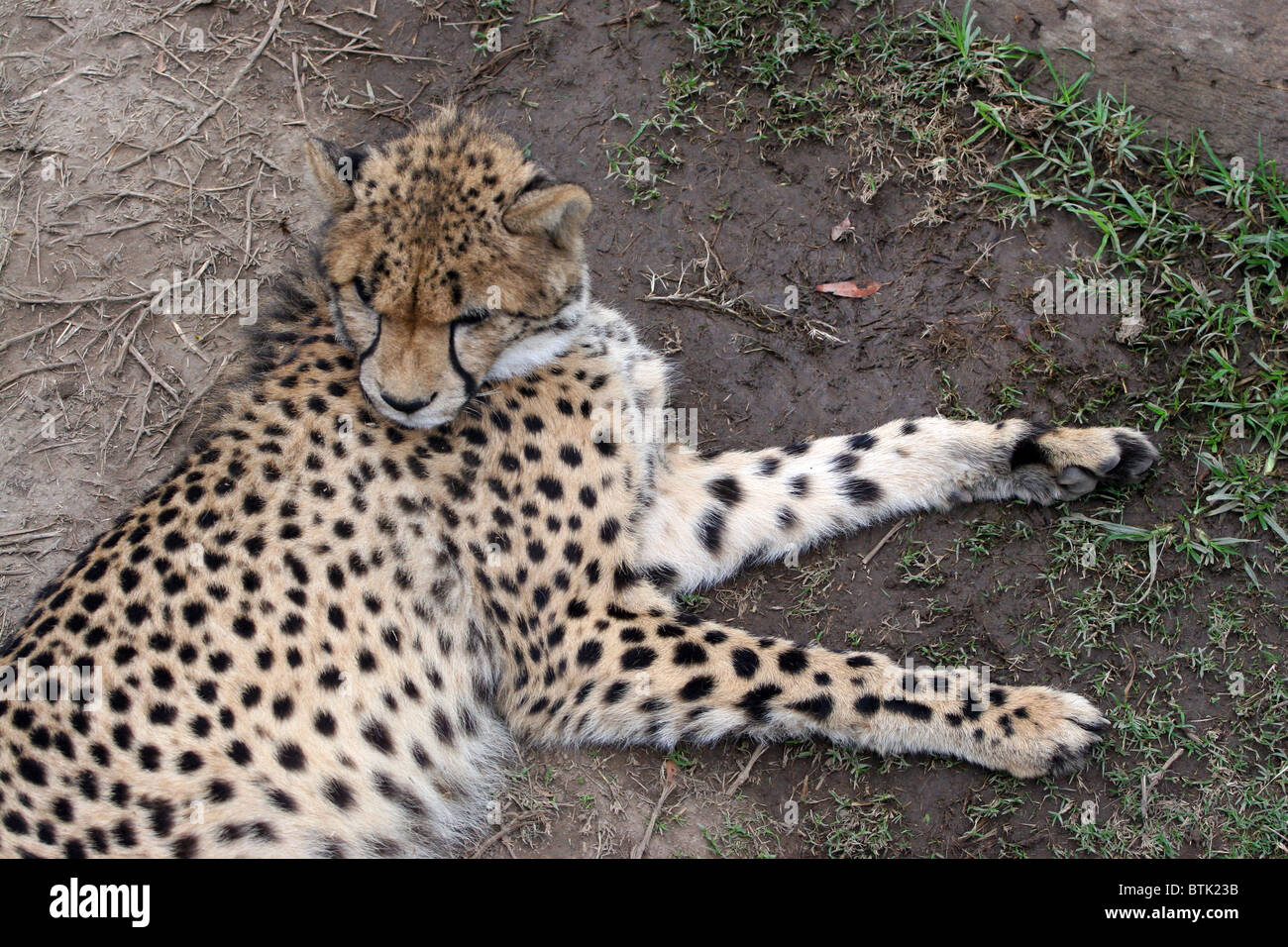Cheetah, Cango Wildlife Ranch, Oudtshoorn, South Africa Stock Photo Alamy