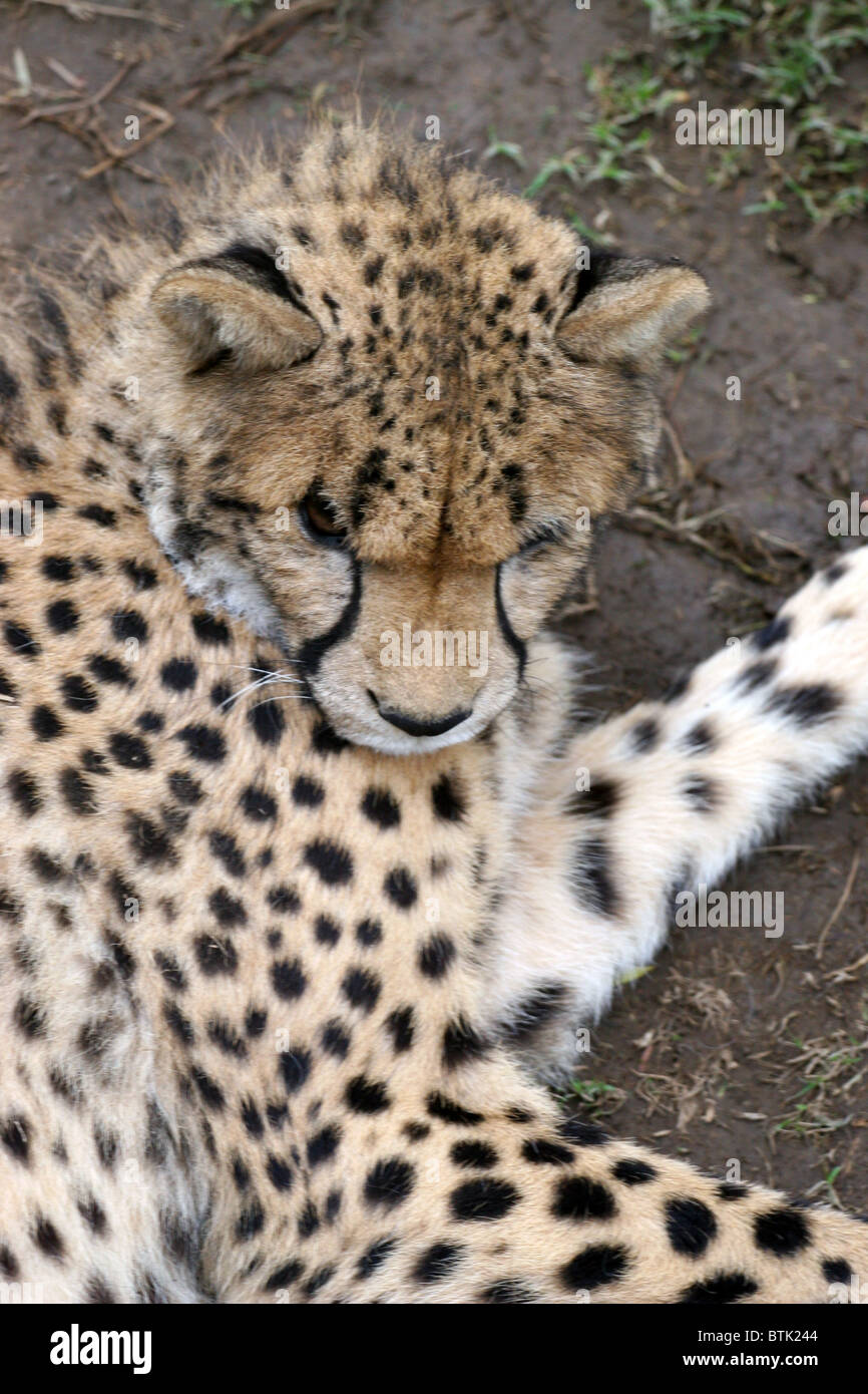 Cheetah, Cango Wildlife Ranch, Oudtshoorn, South Africa Stock Photo Alamy