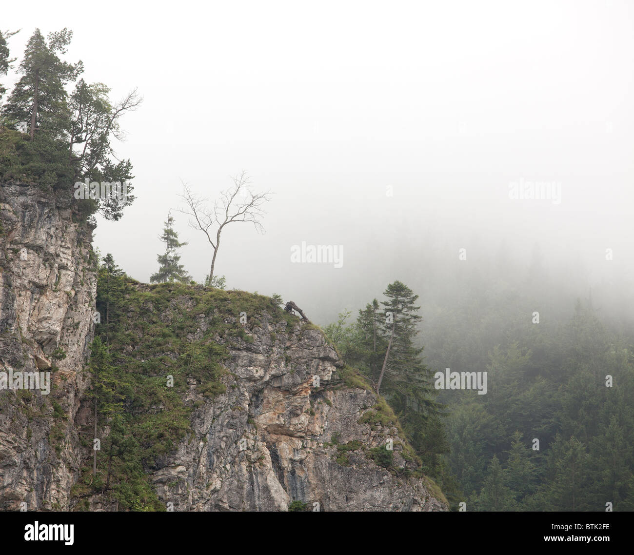 pine tree in a foggy mountain Stock Photo - Alamy