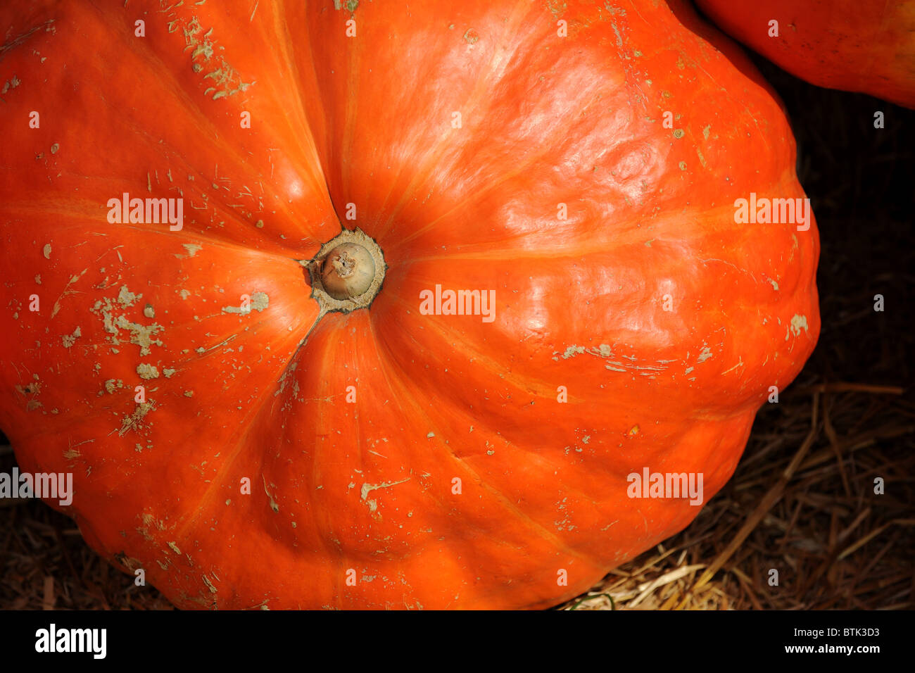 Close up view of large orange pumpkin Stock Photo