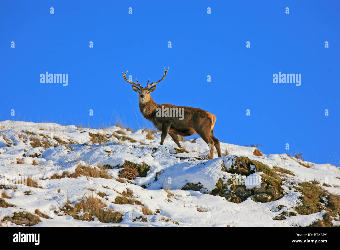 Red Deer Stag in snow Stock Photo
