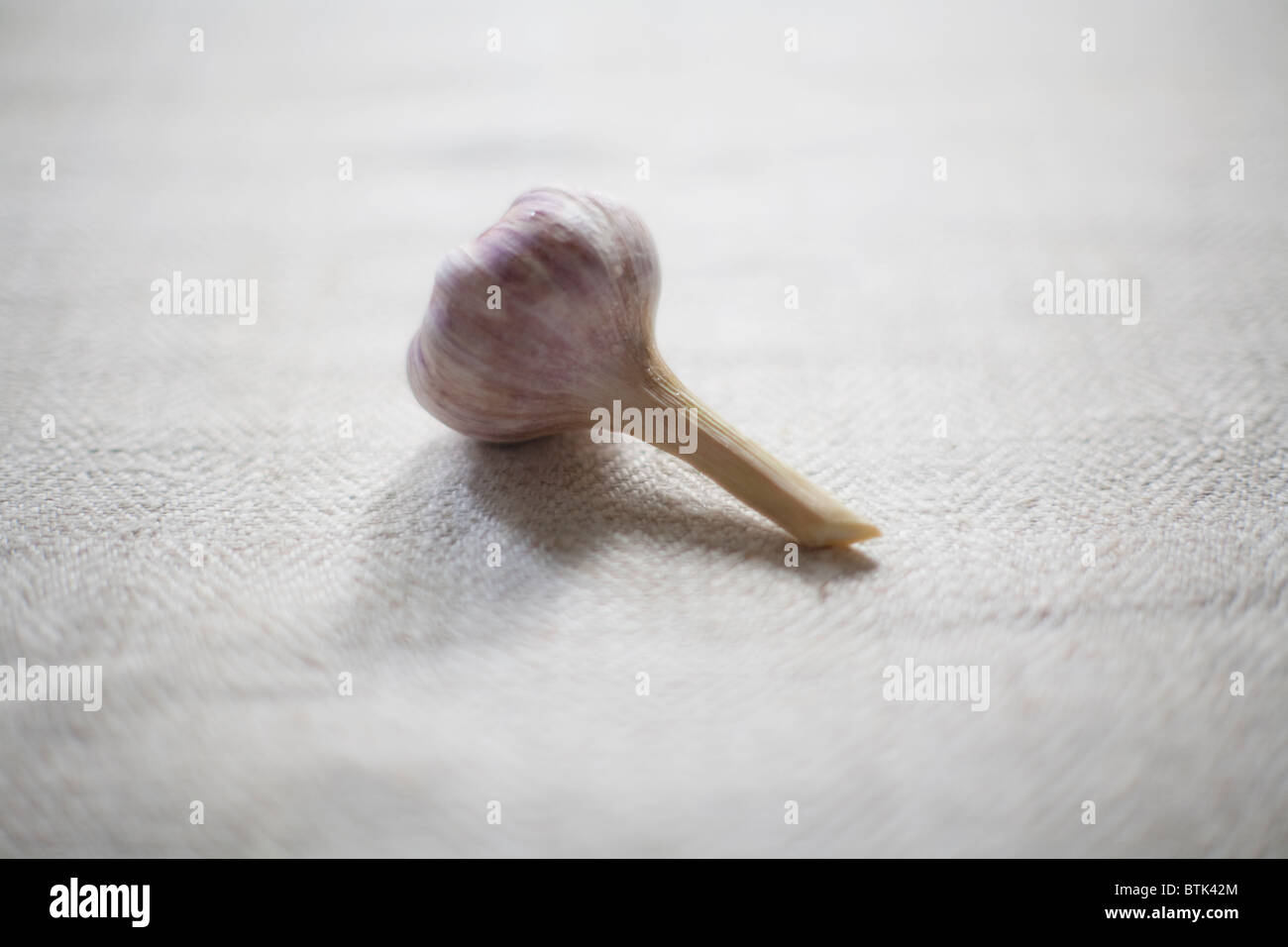 Allium sativum, commonly known as garlic has both culinary and