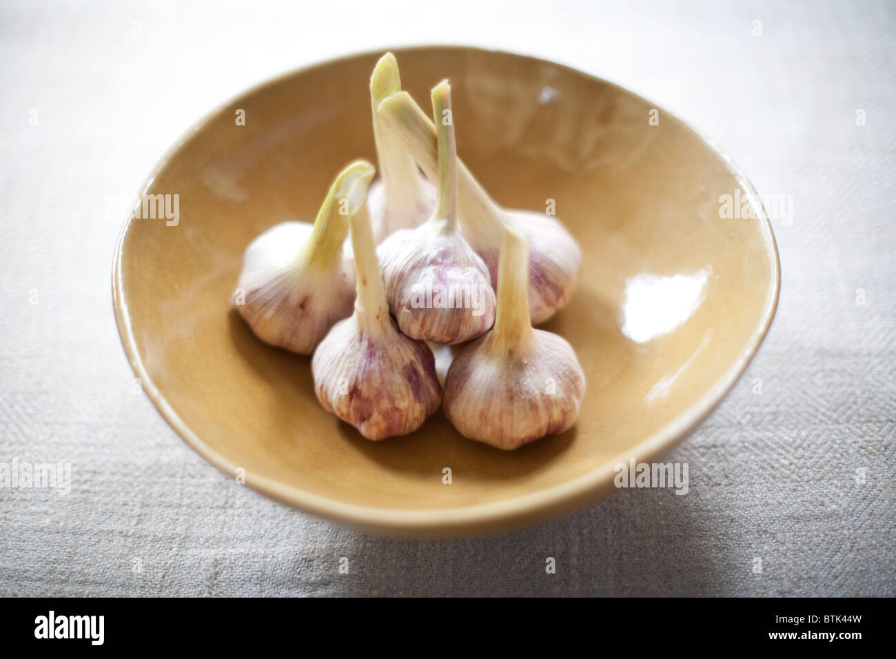 Allium sativum, commonly known as garlic has both culinary and