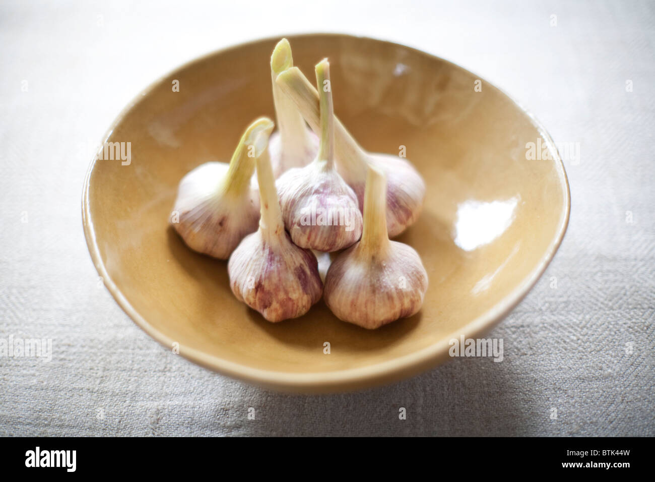 Allium sativum, commonly known as garlic has both culinary and medicinal purposes Stock Photo
